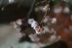 鹿島大神宮の自然