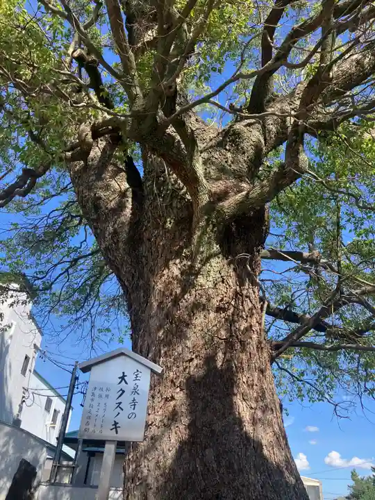 宝泉寺の自然