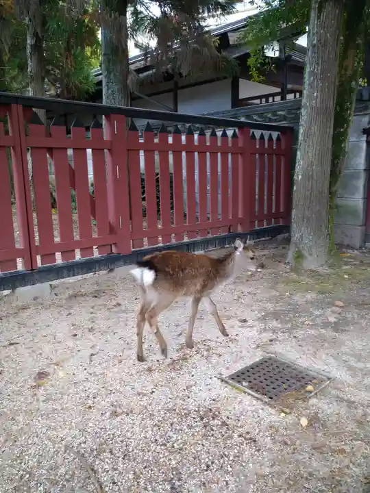厳島神社の動物