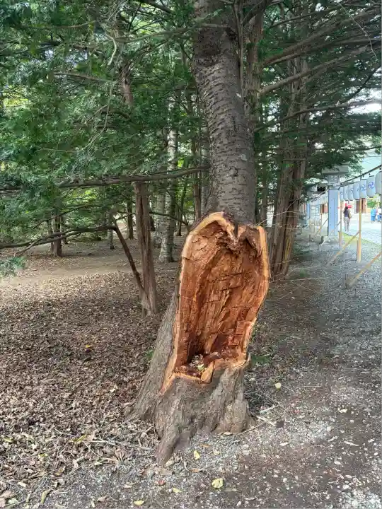 帯廣神社の自然