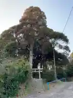 八幡神社の鳥居