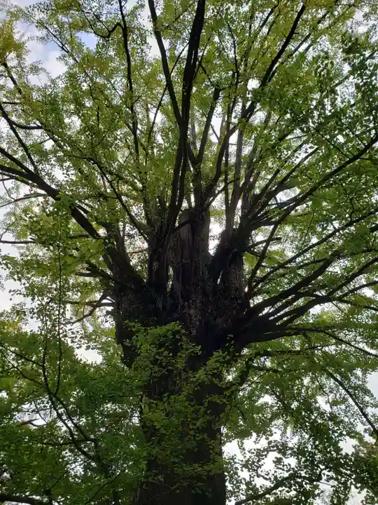 赤坂氷川神社(東京都)