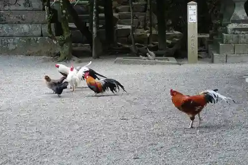 石上神宮の動物