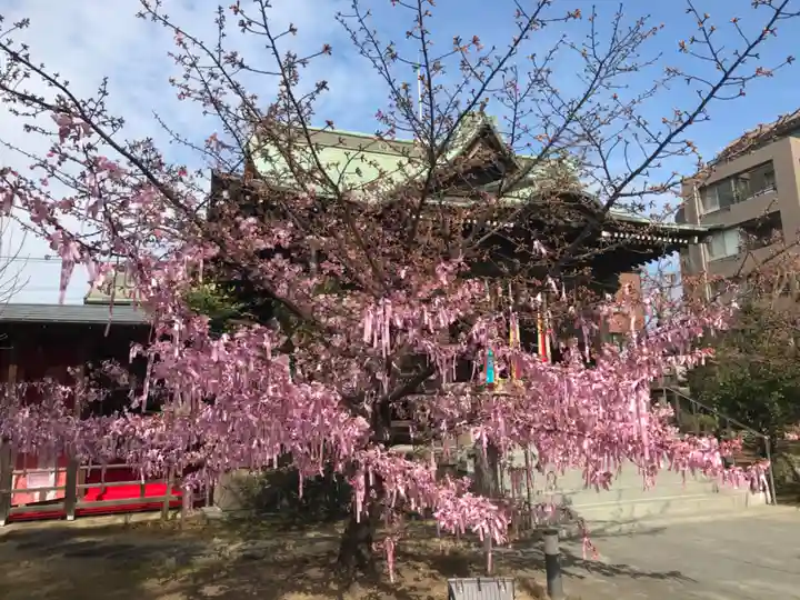 桜神宮の自然