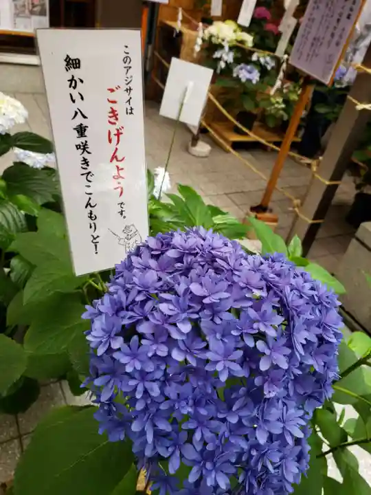 十番稲荷神社の自然