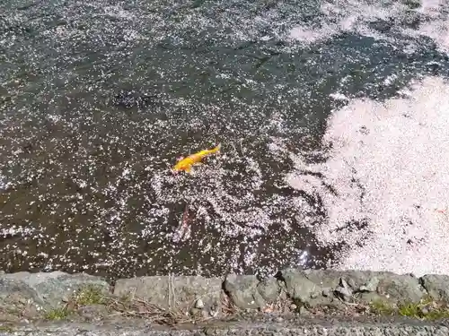 福井神社(福井県)