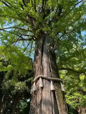 赤坂氷川神社(東京都)