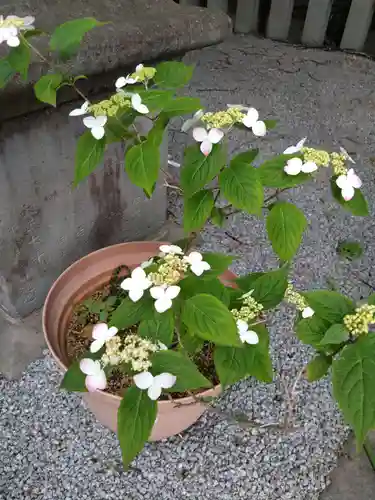 山崎菅原神社の自然