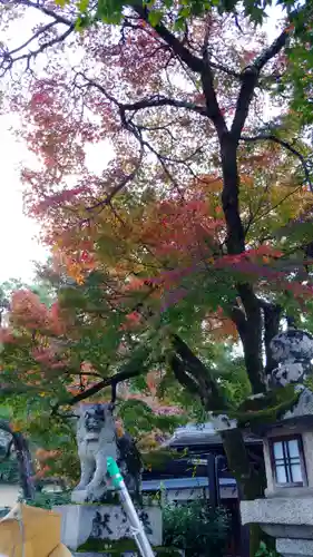 松尾大社の自然