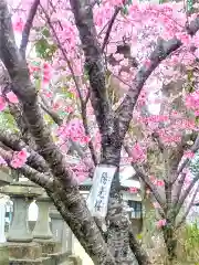 佐嘉神社／松原神社の自然