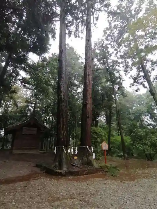 間々田八幡宮の自然