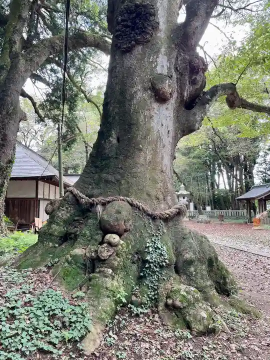 中村八幡宮(栃木県)