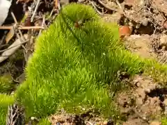 隠津島神社の自然