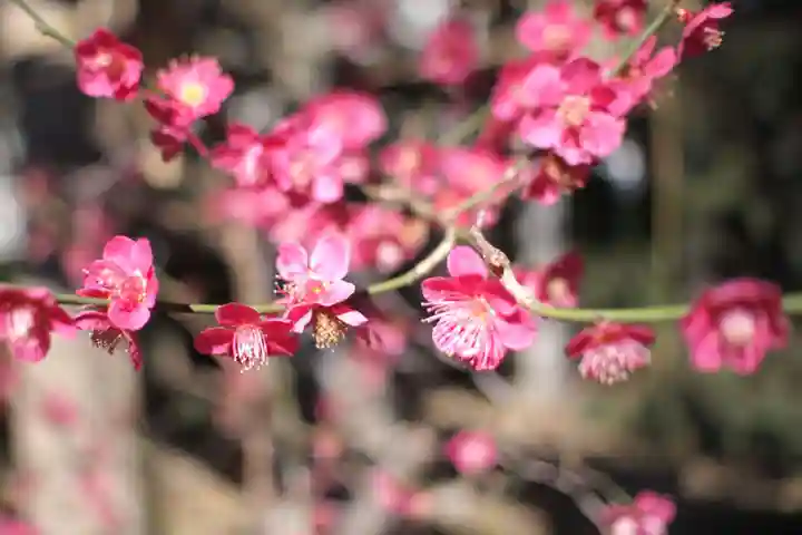 一山神社の自然