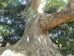 壺井八幡宮の自然