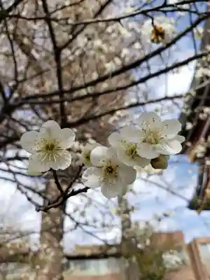 勝利八幡神社の自然