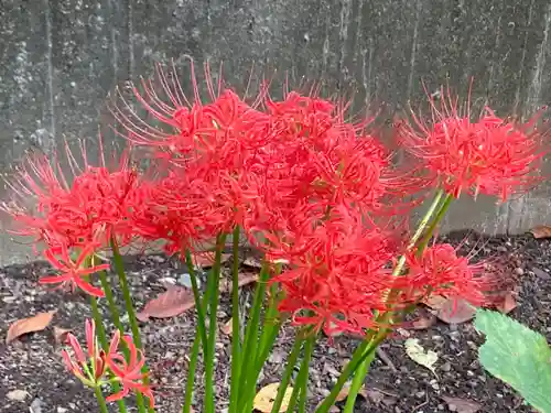 亀戸 香取神社の自然