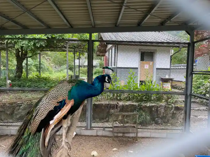 天台宗 五大山 白毫寺の動物