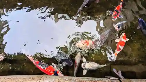 子安神社の動物