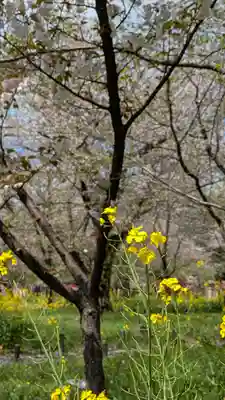 平野神社(京都府)