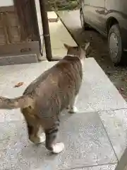 玉野御嶽神社の動物