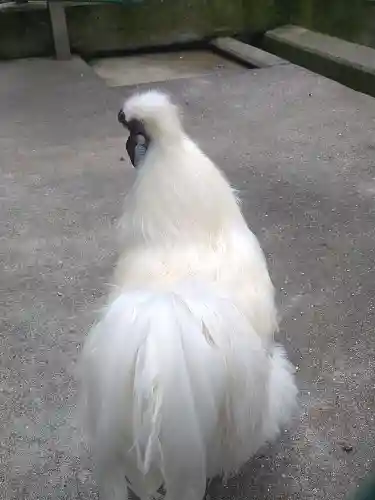 阿智神社の動物