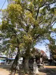 鹿島神社の自然