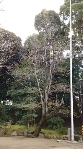 渋谷氷川神社の自然