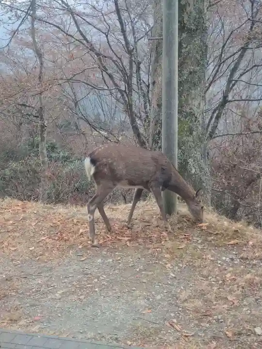三峯神社(埼玉県)
