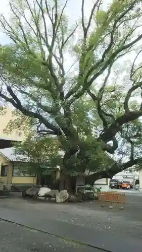 伊河麻神社の自然