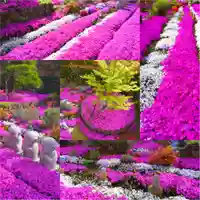 寿量山 速成寺(奈良県)