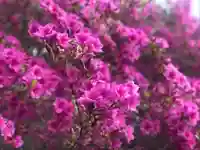 木舟山 順教寺の自然