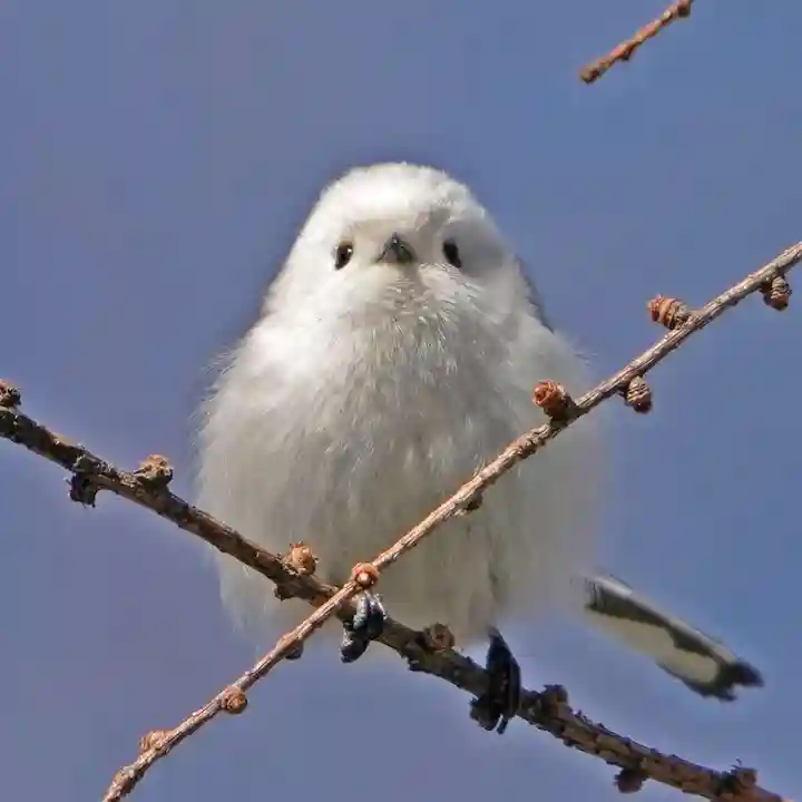 帯廣神社の動物
