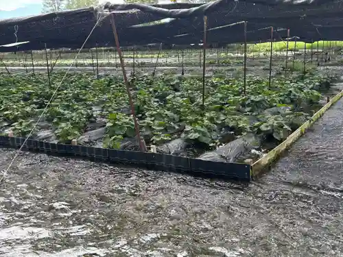 大王神社(長野県)