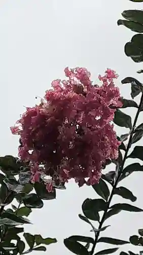 西方山極楽寺の自然