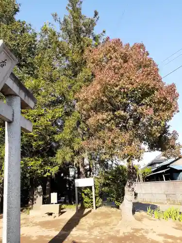 伏木香取神社の自然