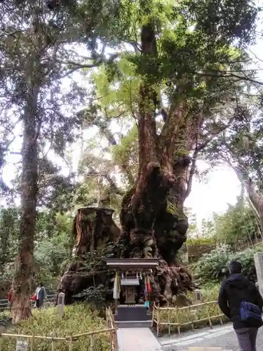 來宮神社の自然