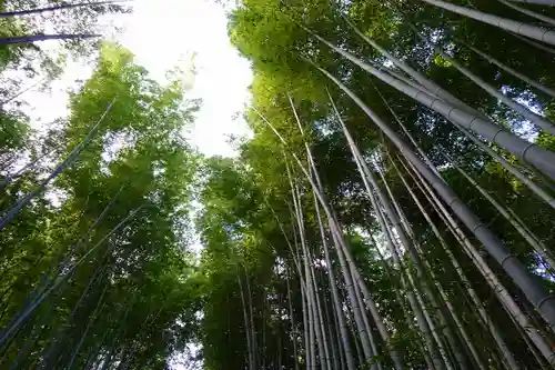 野宮神社の自然