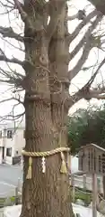 鹿嶋神社の自然