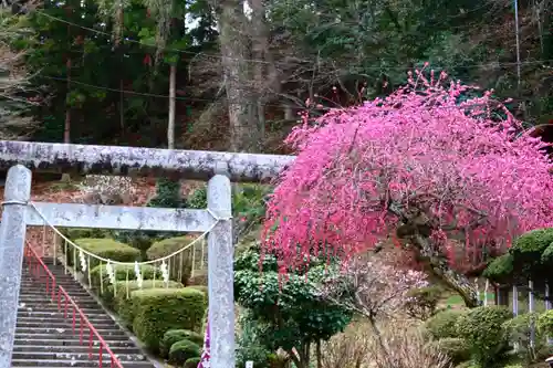 三春大神宮の鳥居