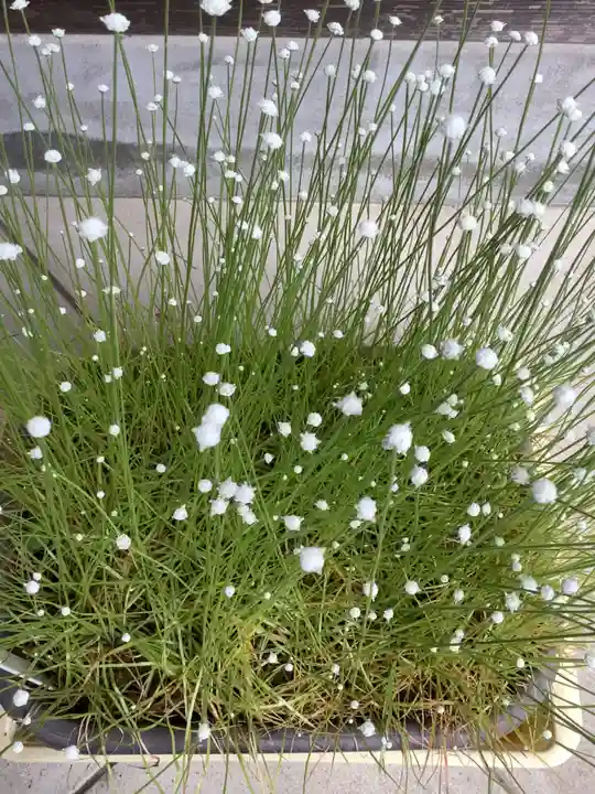 清洲山王宮 日吉神社の庭園