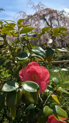 橋寺 放生院(京都府)