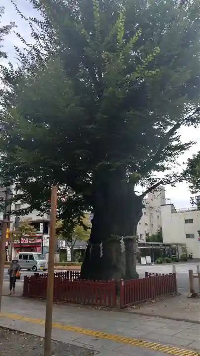 大國魂神社の自然