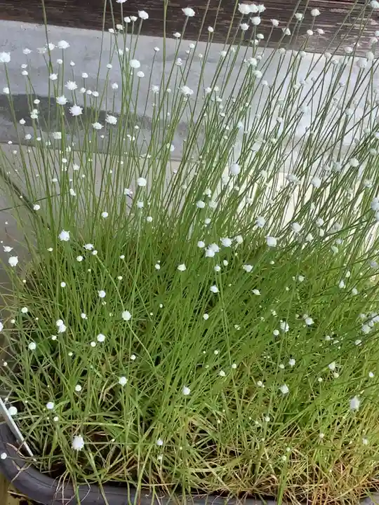 清洲山王宮 日吉神社の庭園