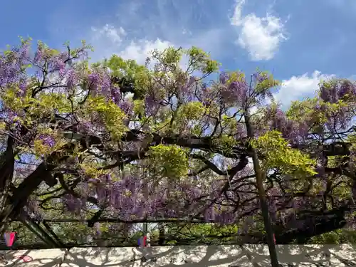 國領神社の自然