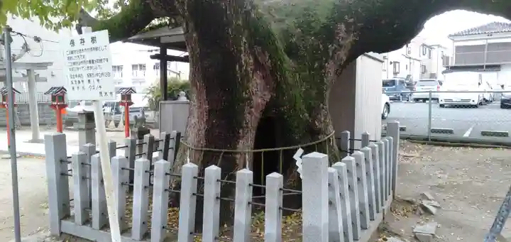 伯光神社の自然