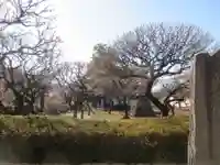 日曜寺(東京都)