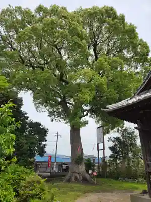 髙木八幡宮(佐賀県)