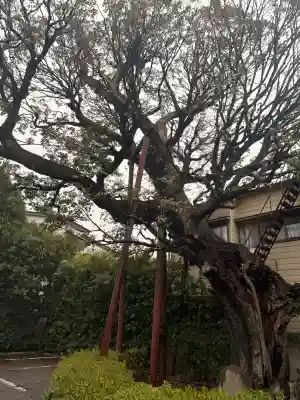 延命院の{uncategorized: "未分類", other: "その他", undefined: "問題あり", building: "その他建物", grave: "お墓", sacred_gate: "鳥居", guardian: "狛犬", statue: "像", buddha: "仏像", history: "歴史", nature: "自然", garden: "庭園", animal: "動物", pagoda: "塔", temizu: "手水舎", mountain_gate: "山門・神門", sanctuary: "本殿・本堂", subordinate: "末社・摂社", art: "芸術", scenery: "景色", jizo: "地蔵", ema: "絵馬", goshuin: "御朱印", omikuji: "おみくじ", items: "授与品その他", amulet: "お守り", goshuincho: "御朱印帳", eats: "食事", festival: "お祭り", votive_dance: "神楽", shichigosan: "七五三参", wedding: "結婚式", experience: "体験その他", initially: "初詣", around: "周辺", anti_infection: "感染症対策"}