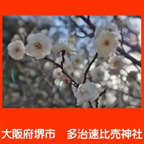 多治速比売神社の自然